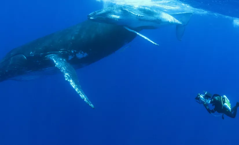 QUAND LES BALEINES ET TORTUES NOUS MONTRENT LE CHEMIN QUAND LES BALEINES ET TORTUES NOUS MONTRENT LE CHEMIN