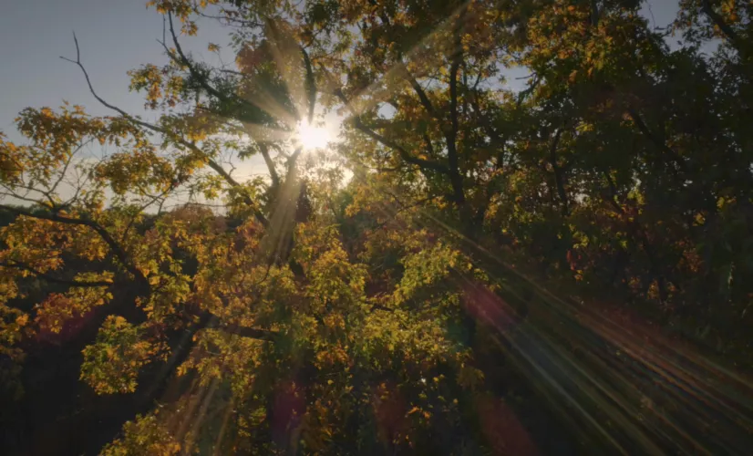 LE GÉNIE DES ARBRES