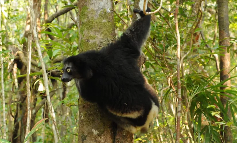 La route des plantes, le chant des forêts Le chant des forêts, un documentaire sur les plantes qui soignent de la Réunion à Madagascar
