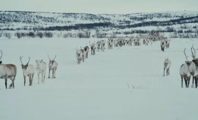 Le dernier chasseur de rennes
