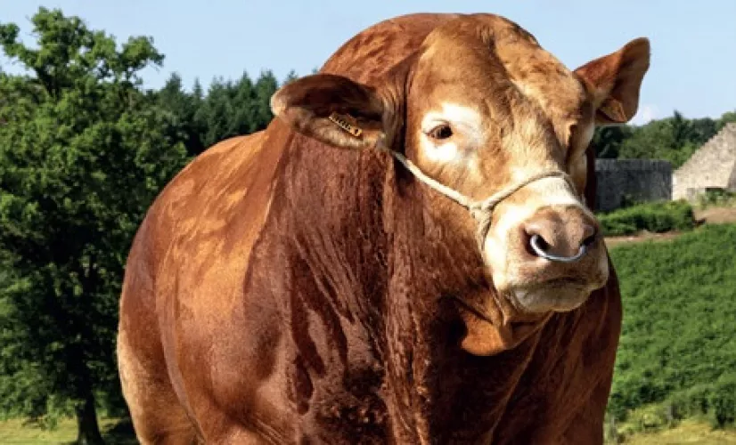 Concours National Limousin