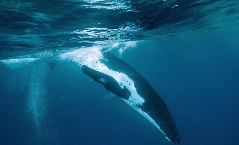 Au cœur des baleines ©Merapi Production Au cœur des baleines ©Merapi Production