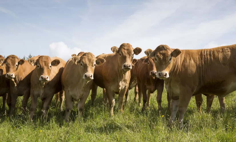 Crédit : France Limousine