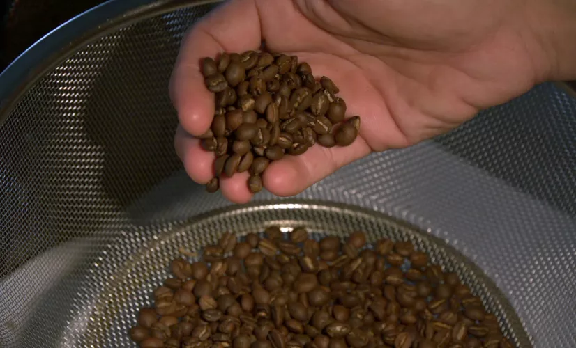 Café calédonien : l’alchimie d’un pays