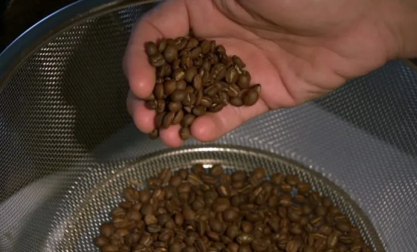 Café calédonien : l’alchimie d’un pays