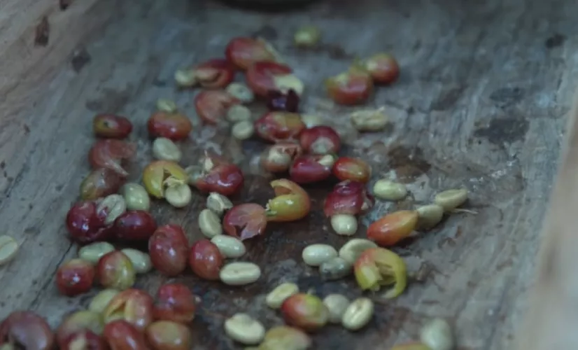 CPF le mag, le café