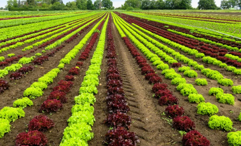 agriculture