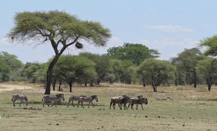 DECALAGE HORAIRE EN TANZANIE  DECALAGE HORAIRE EN TANZANIE