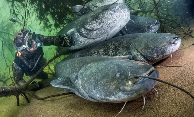Les dents de la mare Un plongeur au milieu des poissons