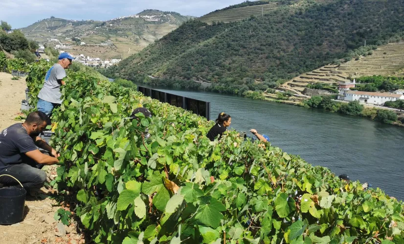 Au cœur de la Beira Alta, région frontalière de l'Espagne située au nord-est du Portugal, se cachent douze villages, les "Aldeias históricas". Sophie Jovillard part à la découverte de ces bourgades, œuvre de plusieurs générations de rois qui, préoccupés par la défense du territoire, se sont chargés de peupler et de fortifier la région.