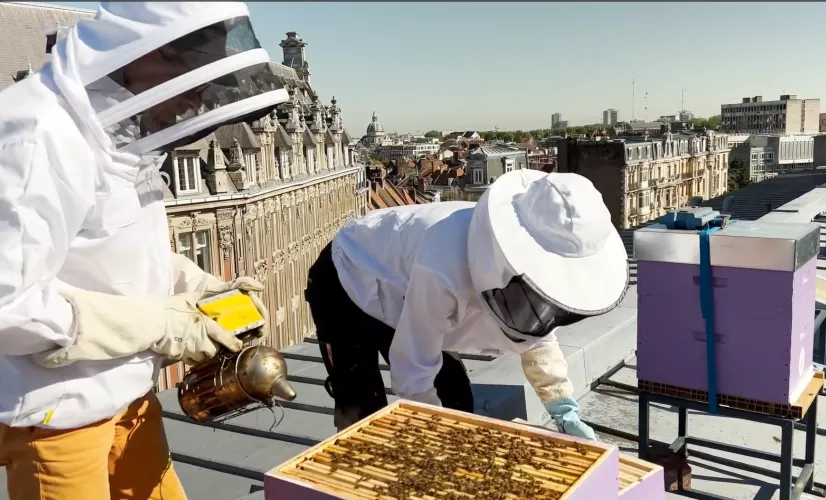 EXTENSION DU DOMAINE DE LA RUCHE