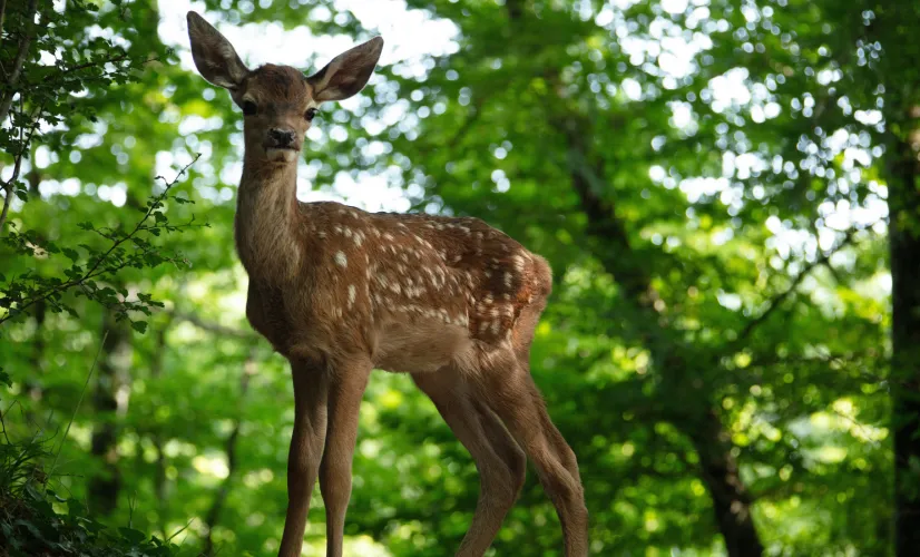 Bambi