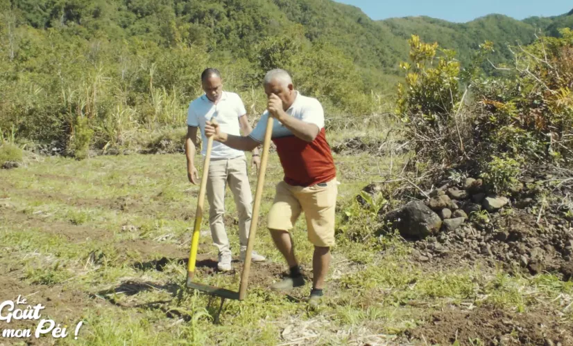 Episode 8 : Cette semaine Kalou Pilon nous emmène à la plaine des Grègues, la capitale du curcuma, le « safran péi » épice incontournable « le goût mon péi »