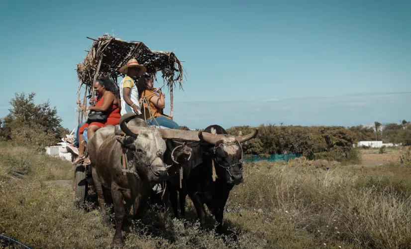 MÉTIER: rencontre avec Sandy Faconnier, aux rênes d’une des dernières charrette-bœuf de l’île. Un métier lontan et un moyen de transport remis au goût du jour grâce au tourisme et à l’événementiel.