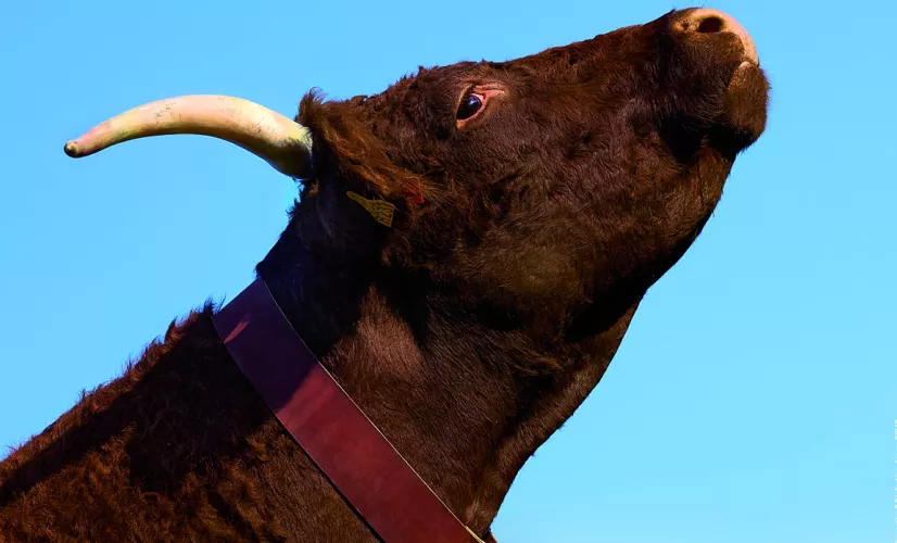 Salon de l'Agriculture 2023 Salon de l'Agriculture 2023