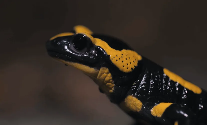 Espaces Sensibles - La Salamandre 