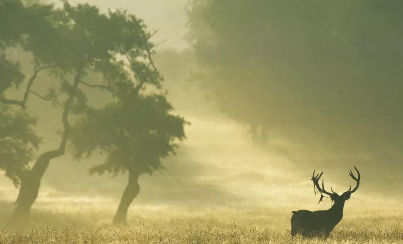 © Hope Production/ Calt Production Vivant