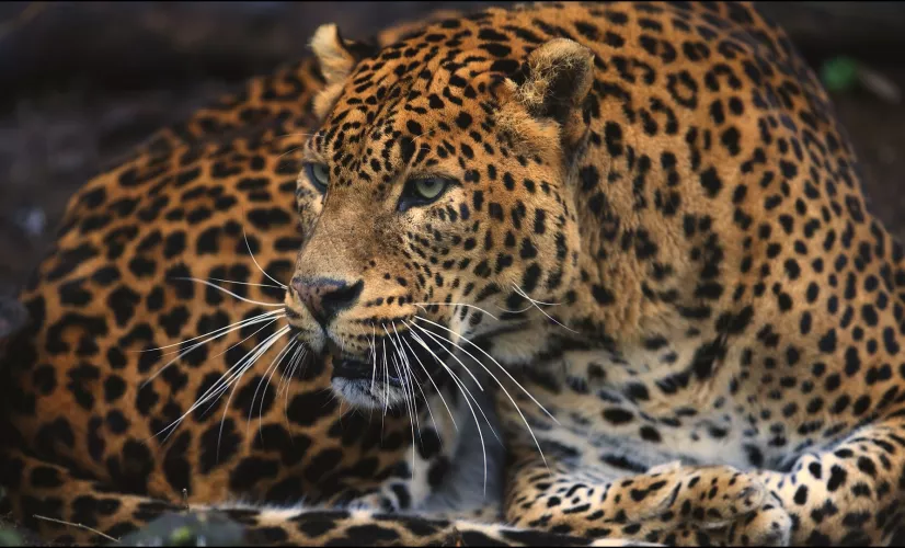 © 13 Prods Guyane, vivre avec le jaguar