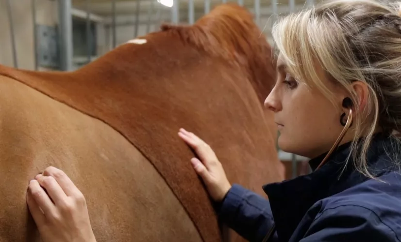 Au coeur des bêtes CREDIT Sancho & Co 