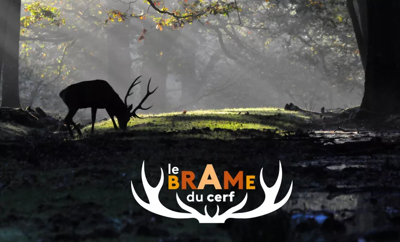 Le brame du cerf - @Didier Chagot