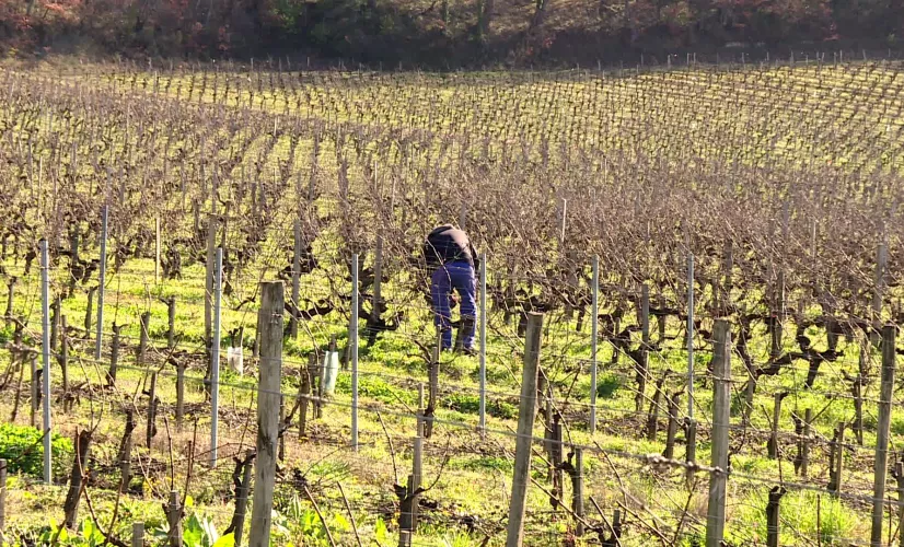 Crise viticole Crise viticole