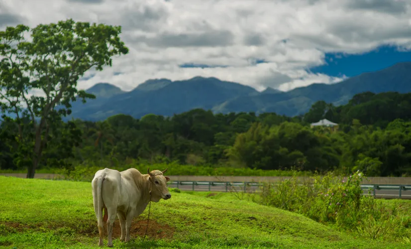 Photo agriculture Martinique