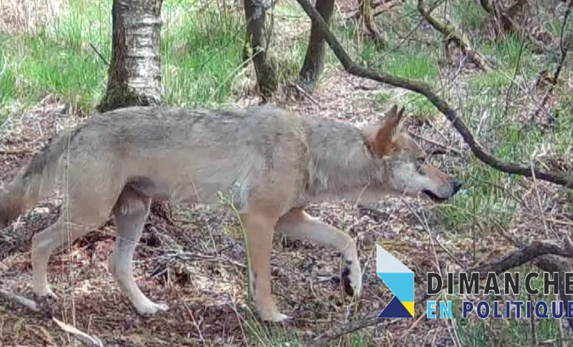 Loup Dim pol FC credits Emmanuel Holder / Bretagne vivante Illustration de loup