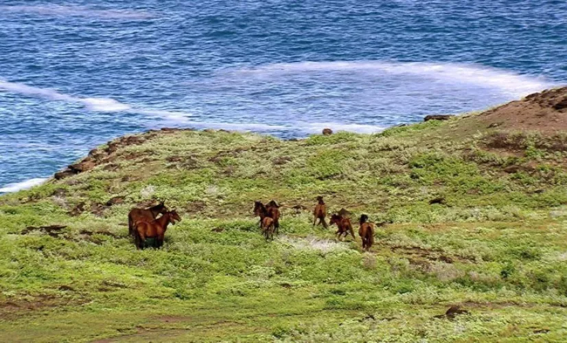 marquises aux sources de la Polynésie.jpg