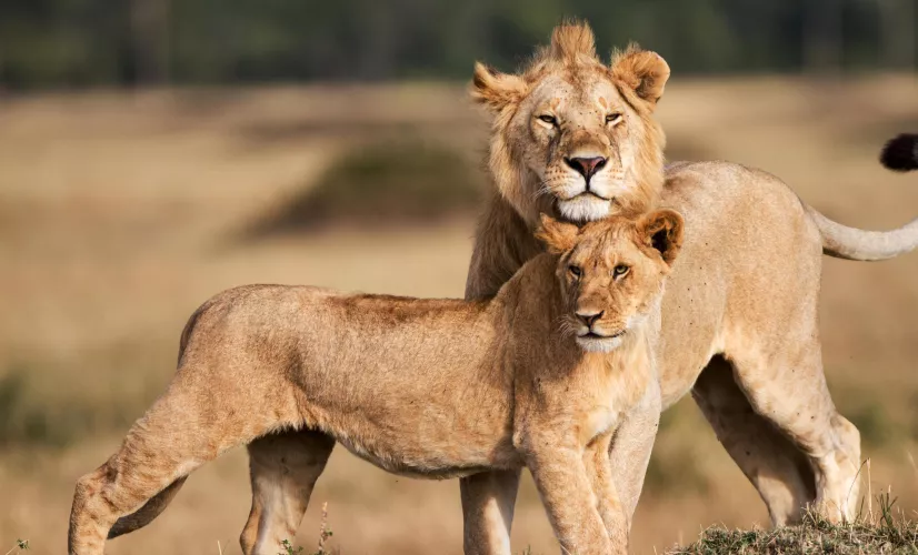 Le règne des lions du Masaï Mara Le règne des lions du Masaï Mara