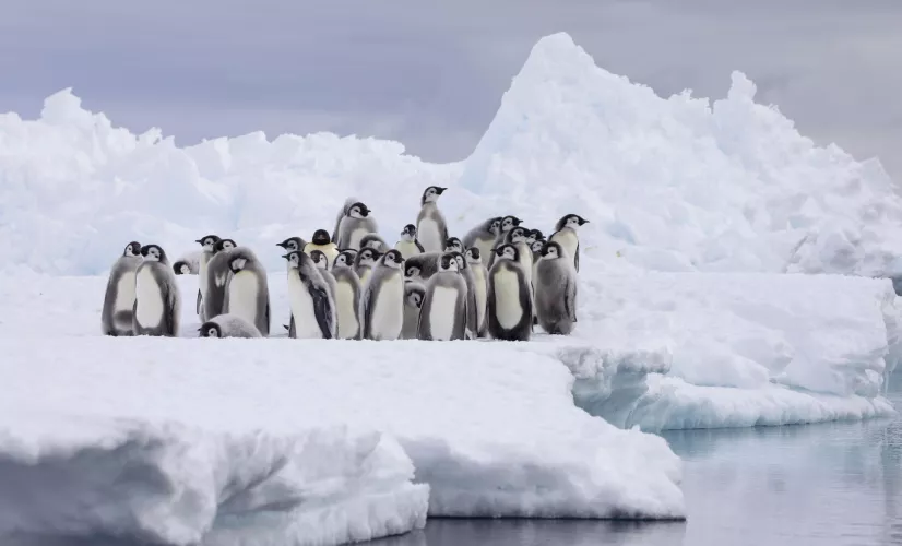© Yoland Bosiger / BBC Studios Royaumes de glace