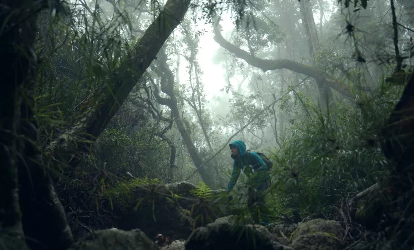 Ivohiboro, la forêt oubliée