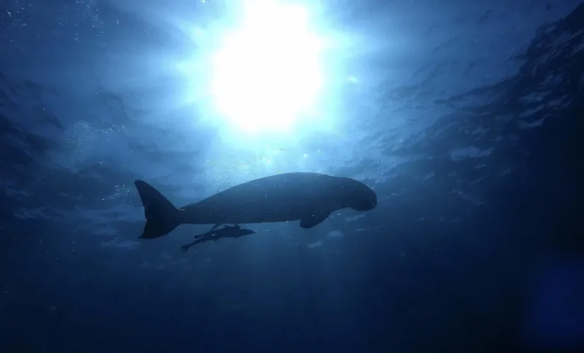 Dugong Blues
