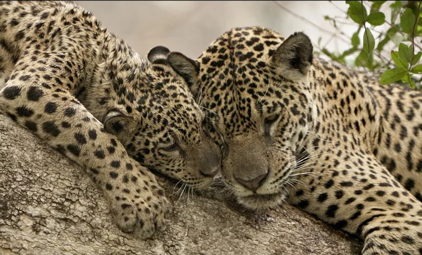 © PERNEL MEDIA Au nom des jaguars