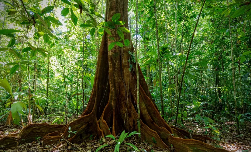 Le monde secret des forêts