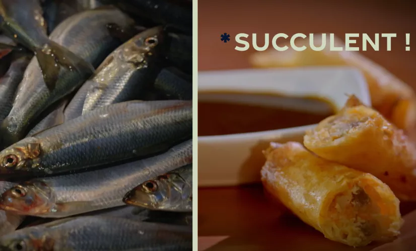 le hareng, de la pêche à l'assiette, à cuisiner et déguster en toute simplicité