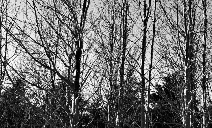 © arborescence - Karine Gaulin