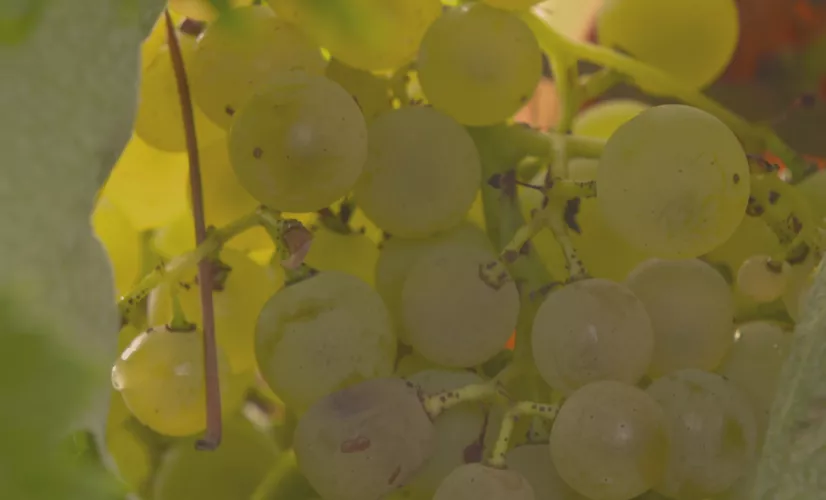 Un vignoble de cognac