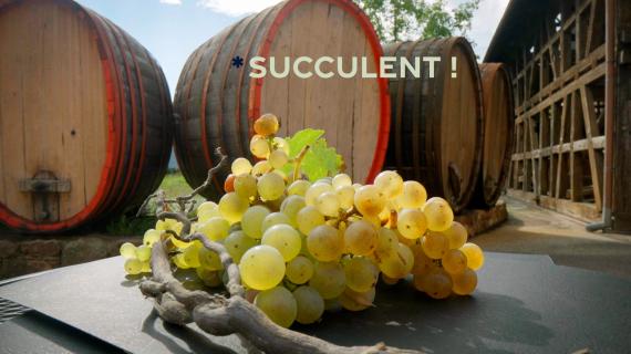 Succulent ! Le vin nature : rencontres avec les visages de cette mouvance, en Alsace